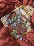 Butterfly in a brass floating frame