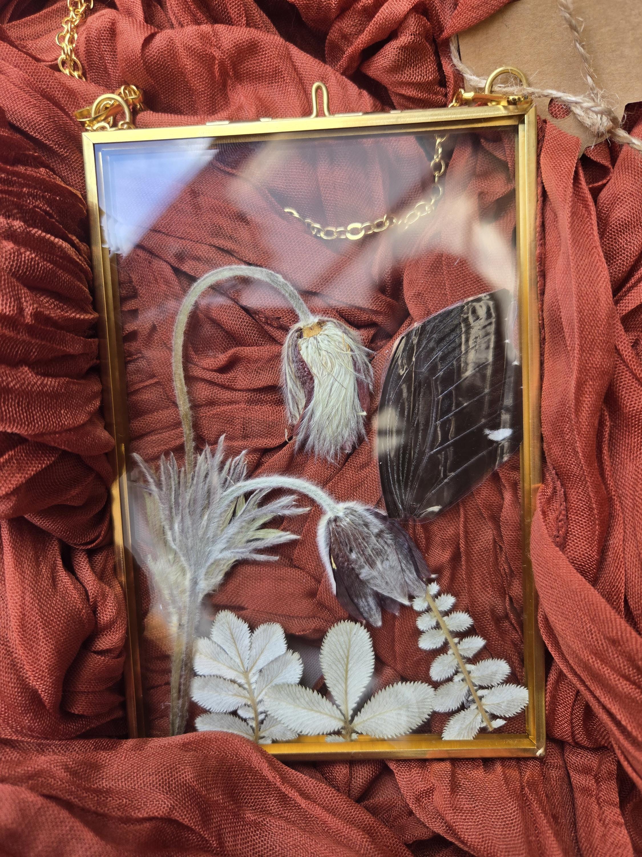 Butterfly in a brass floating frame